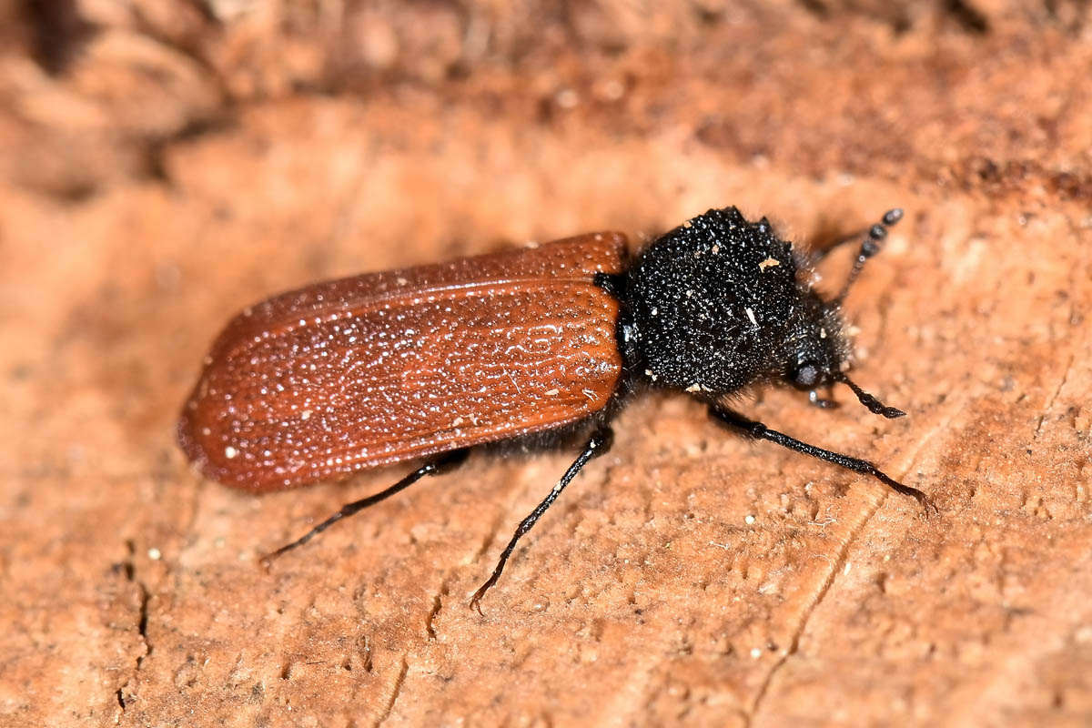 Bostrichidae: Bostrichus capucinus